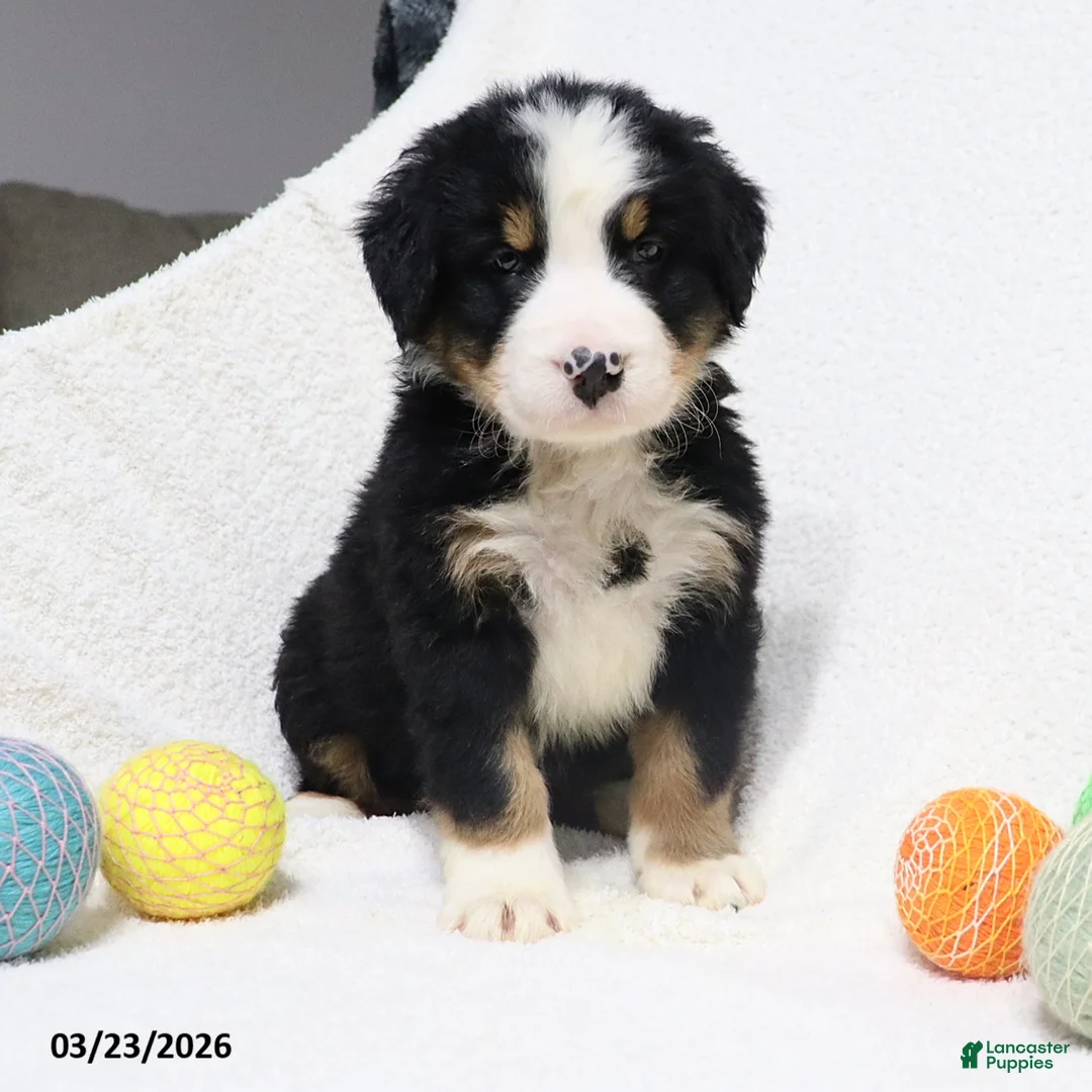 Bernese Mountain Dog dogs for sale: Maverick - Ad 1