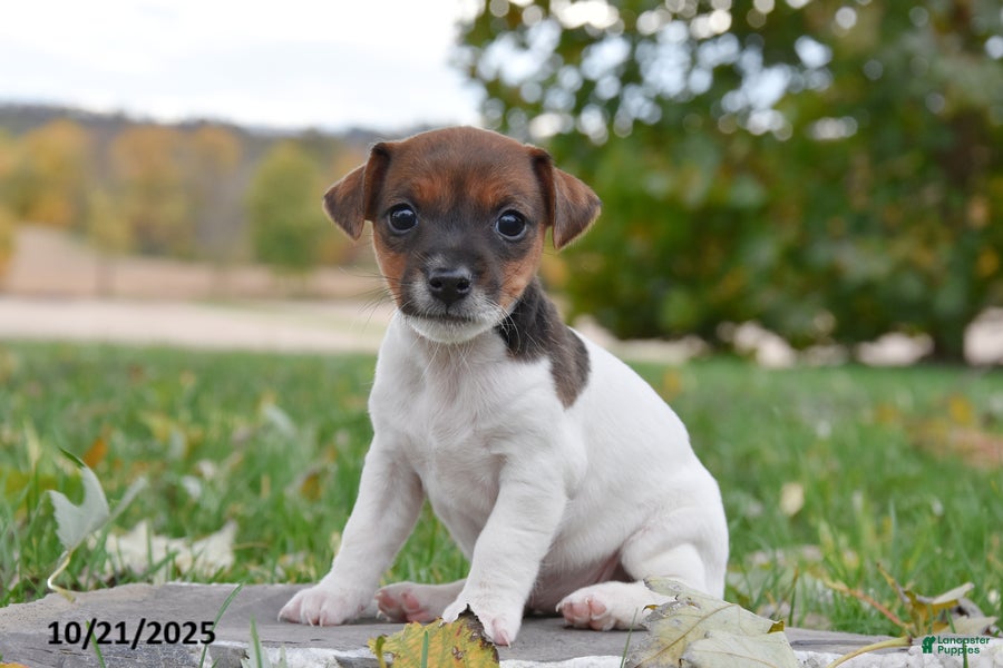 Jack Russell Terrier Puppies for sale in Mifflinburg, Pennsylvania
