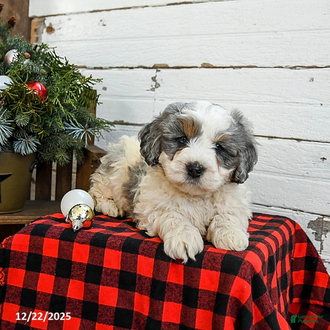 Mini Bernedoodle dogs for sale: Waffles - Ad 3