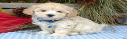 Maltipoo dogs for sale: Maverick - Ad 10