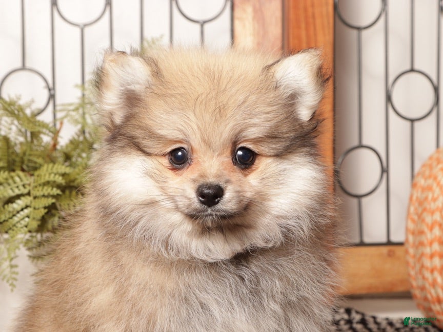Pomeranian dogs Sage Sable Female Pomeranian  - Ad 2