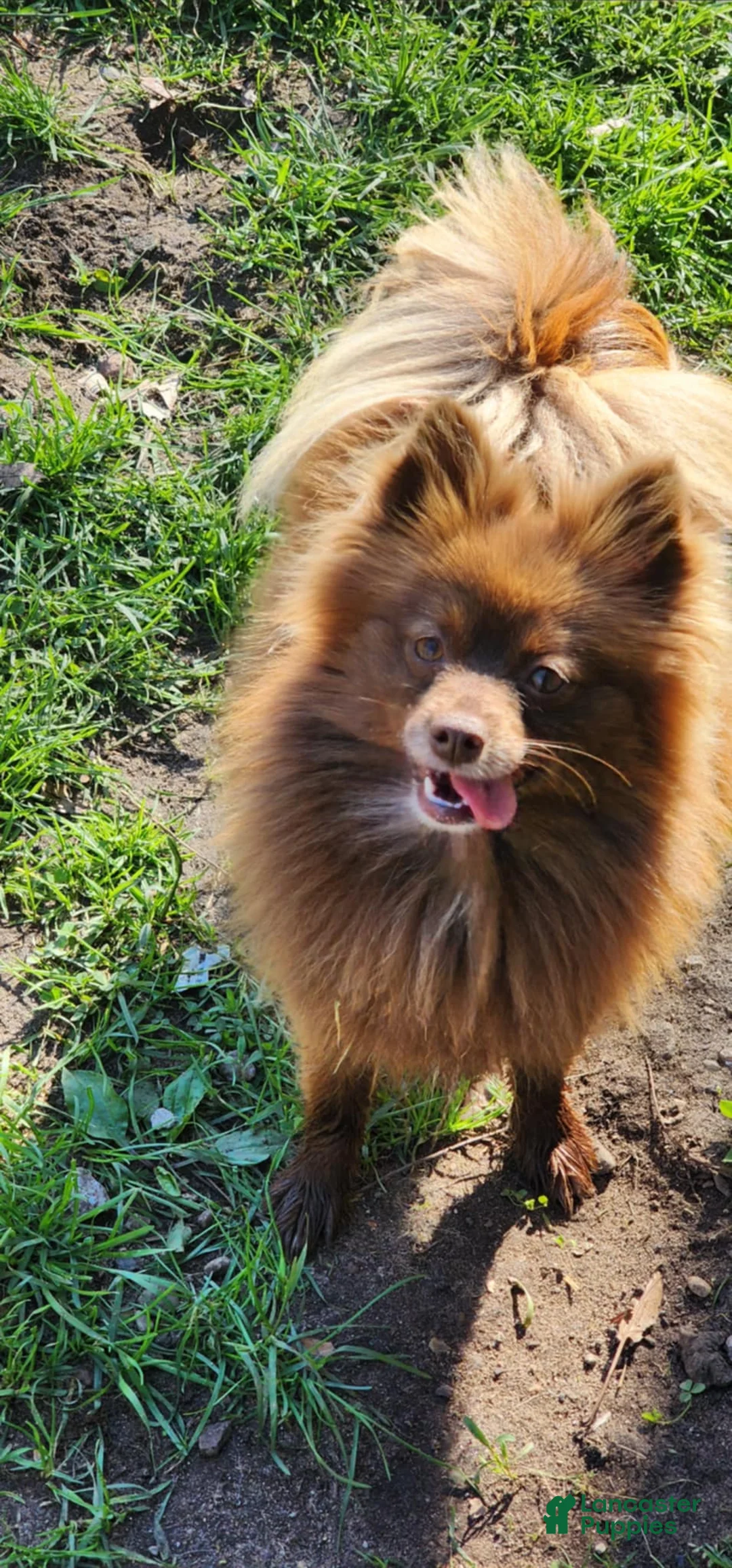 Pomeranian dogs for sale:  Puppy 1 - Ad 2