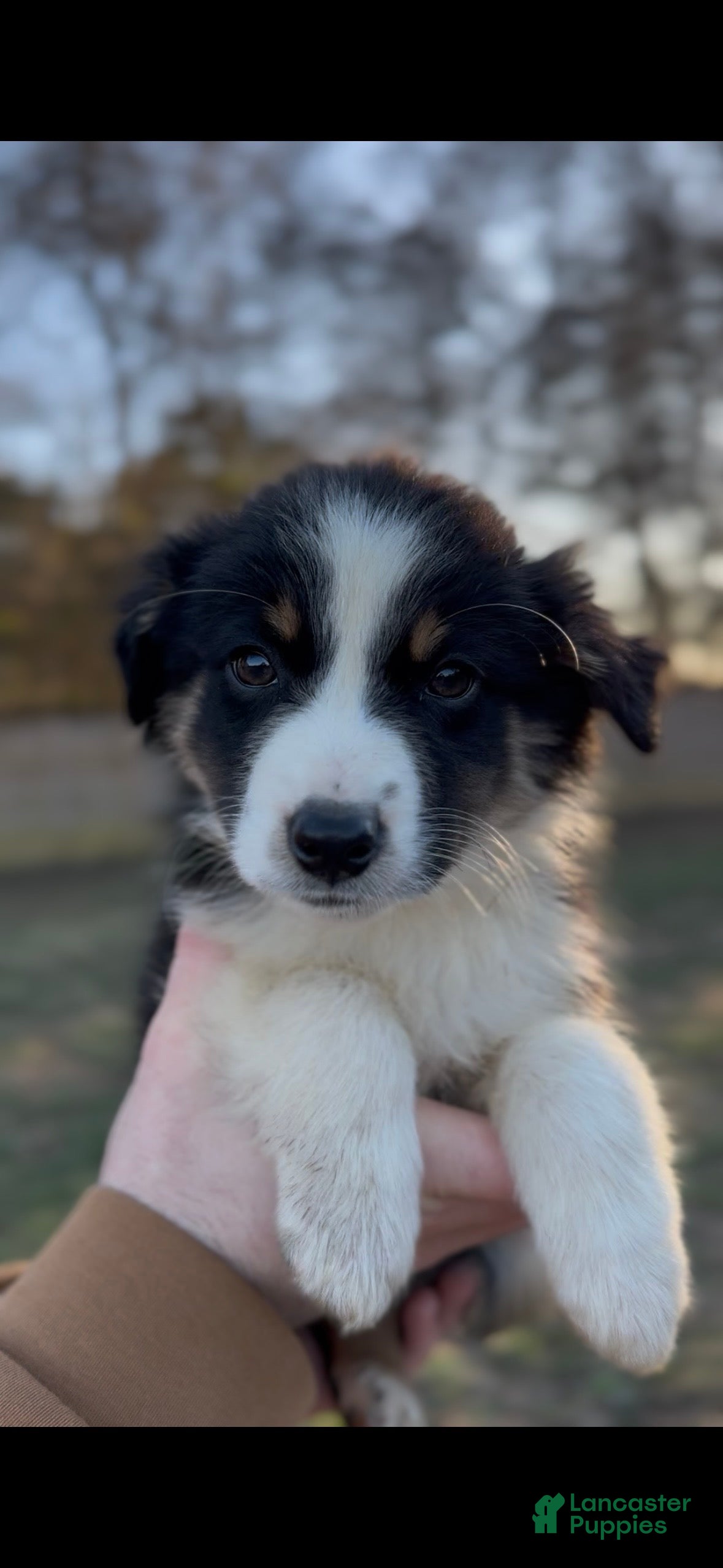 Miniature Australian Shepherd dogs Bennett - Ad 8