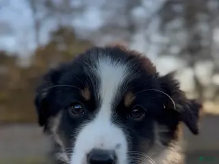 Miniature Australian Shepherd dogs Bennett - Ad 8