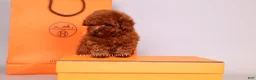Toy Poodle dogs for sale: HERMES Teacup Toy Poodle Puppy - Ad 5