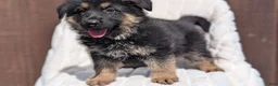 German Shepherd dogs for sale: Zion - Ad 2