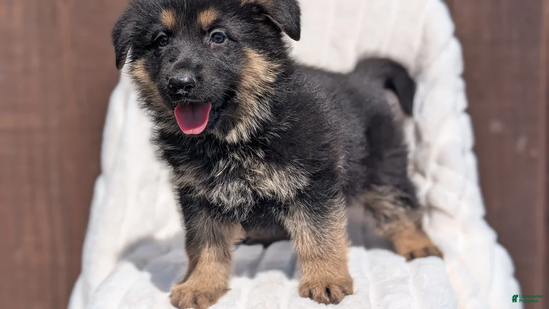 German Shepherd dogs for sale: Zion - Ad 2