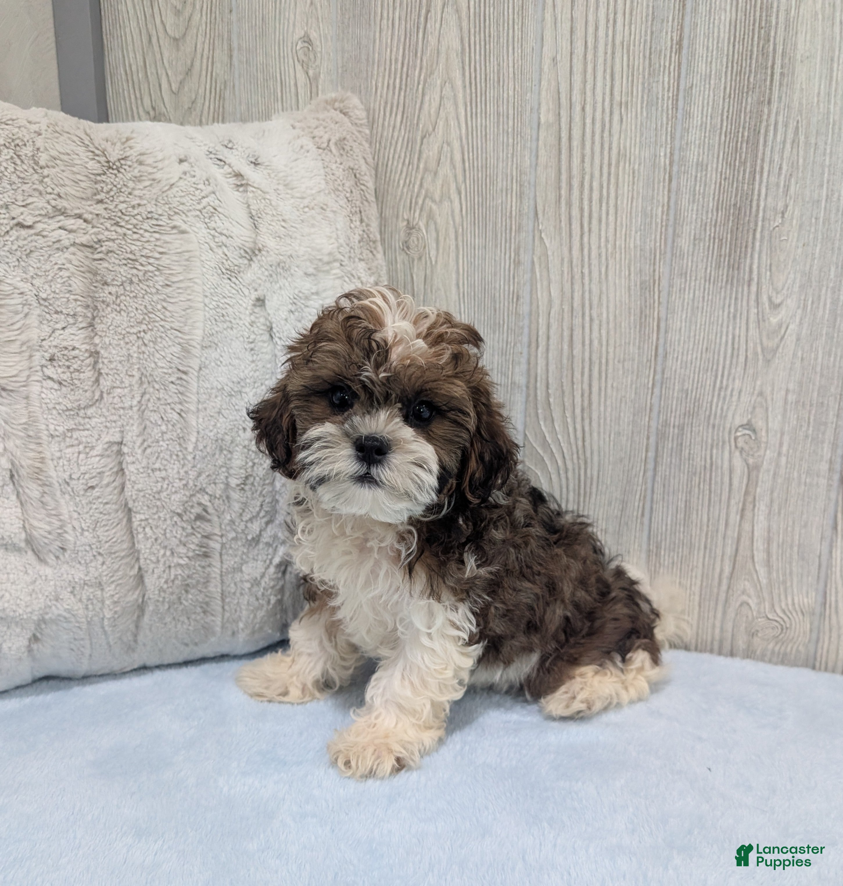 Shihpoo dogs Teddy - Ad 1