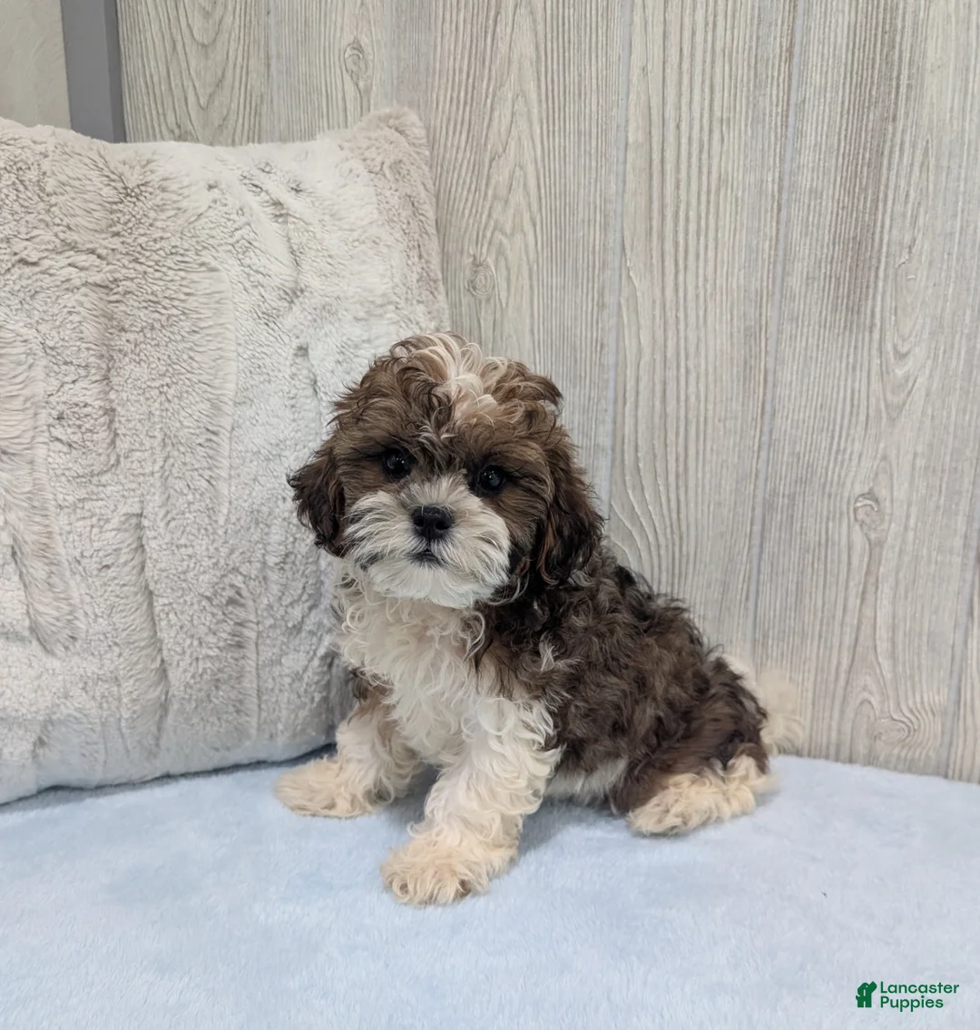 Shihpoo dogs for sale: Teddy - Ad 1