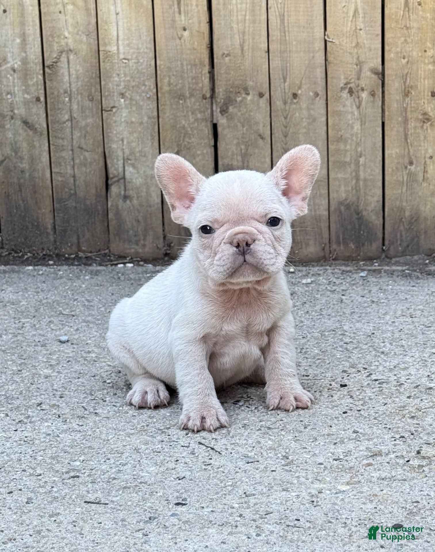 French Bulldog dogs Rocco - Ad 2