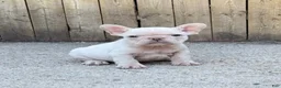 French Bulldog dogs for sale: Rocco - Ad 2