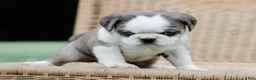 Pug dogs for sale: Jeffrey - Ad 3