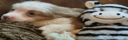Toy Australian Shepherd dogs for sale: Toy Australian Shepherd 2 - Ad 4