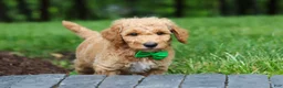 Standard Poodle dogs for sale: Leo - Ad 9