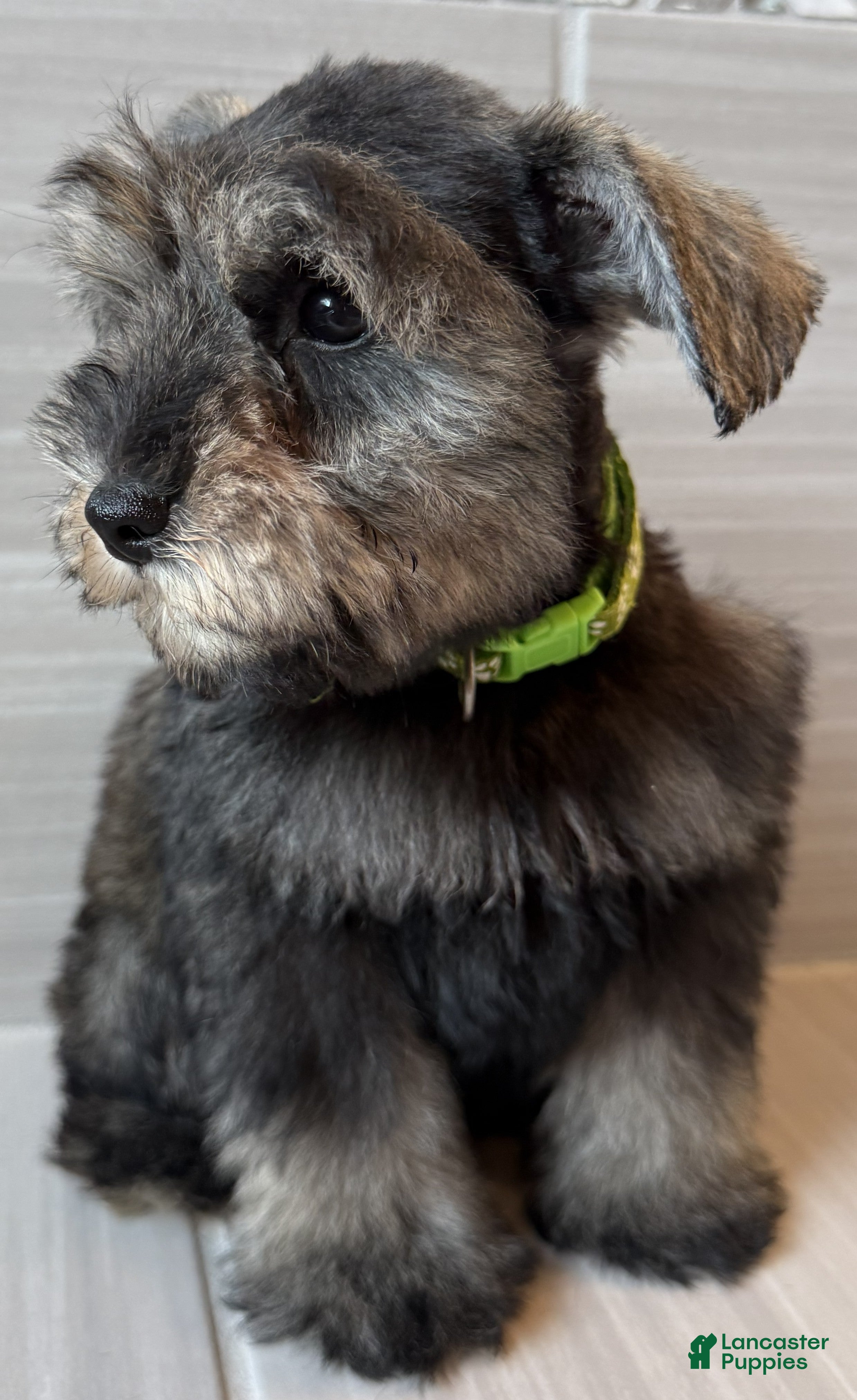 Miniature Schnauzer dogs Buzz - Ad 2