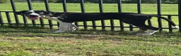 Great Dane dogs for sale: Harley - Ad 1