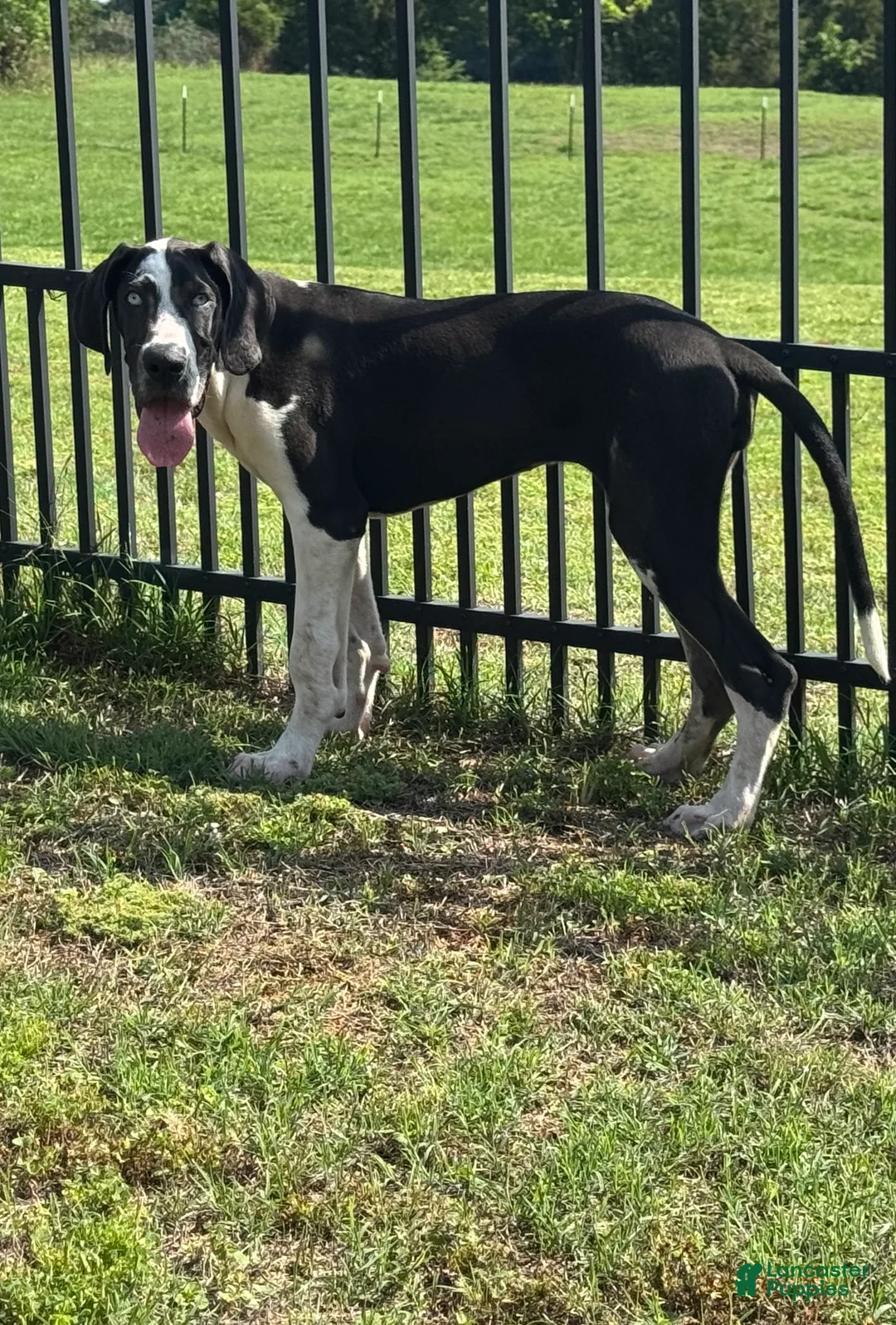 Great Dane dogs for sale: Harley - Ad 1