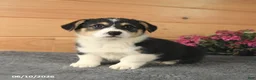 Welsh Corgi Pembroke dogs for sale: Jasper - Ad 9