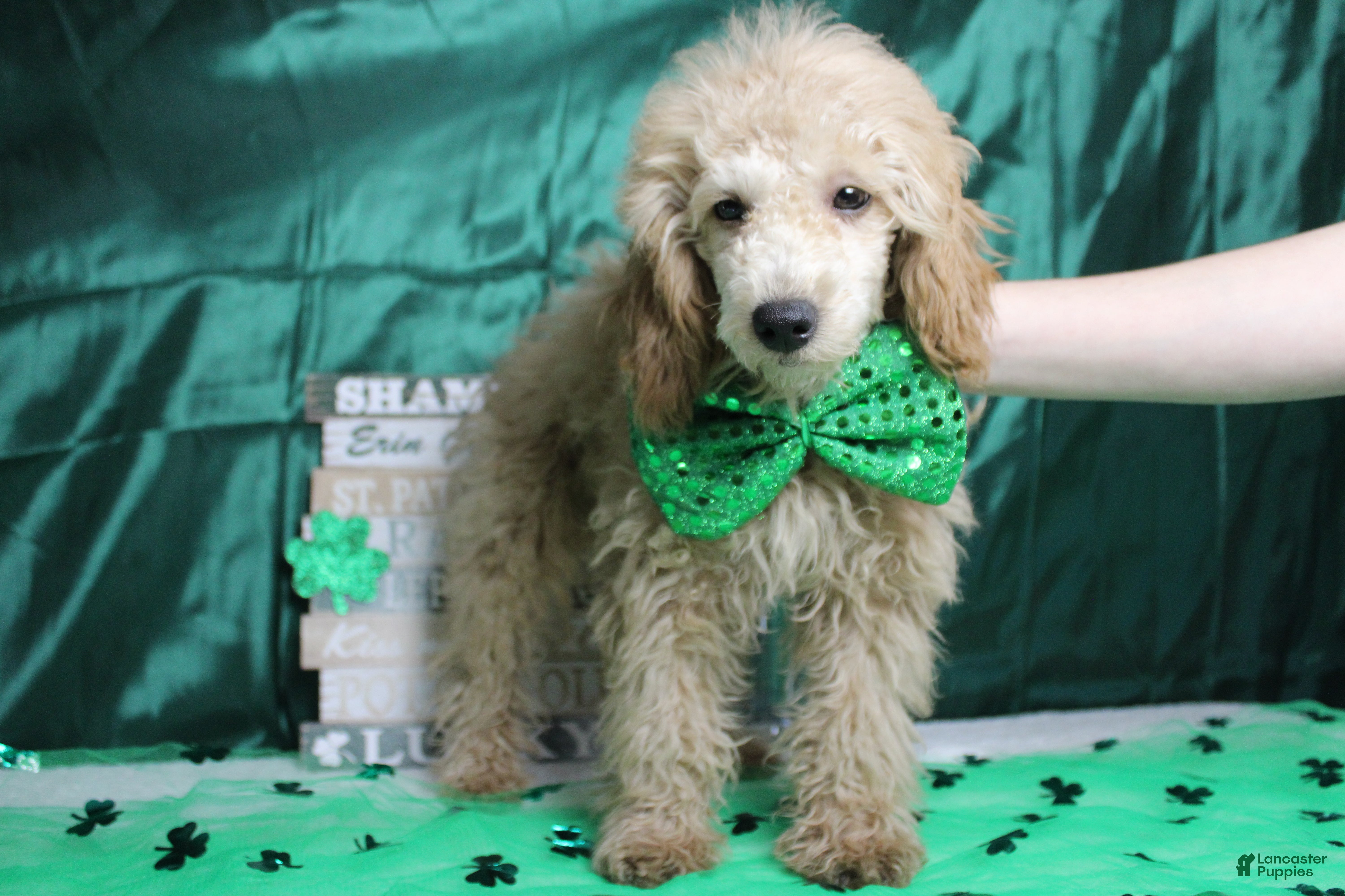 Toy Poodle dogs Buckeye - Ad 29