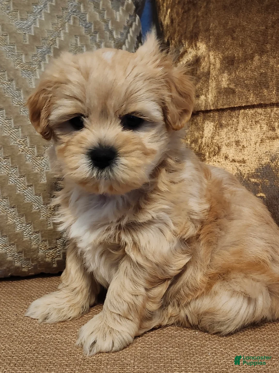 Mixed Breed dogs for sale: Mixed Breed 2 - Ad 5
