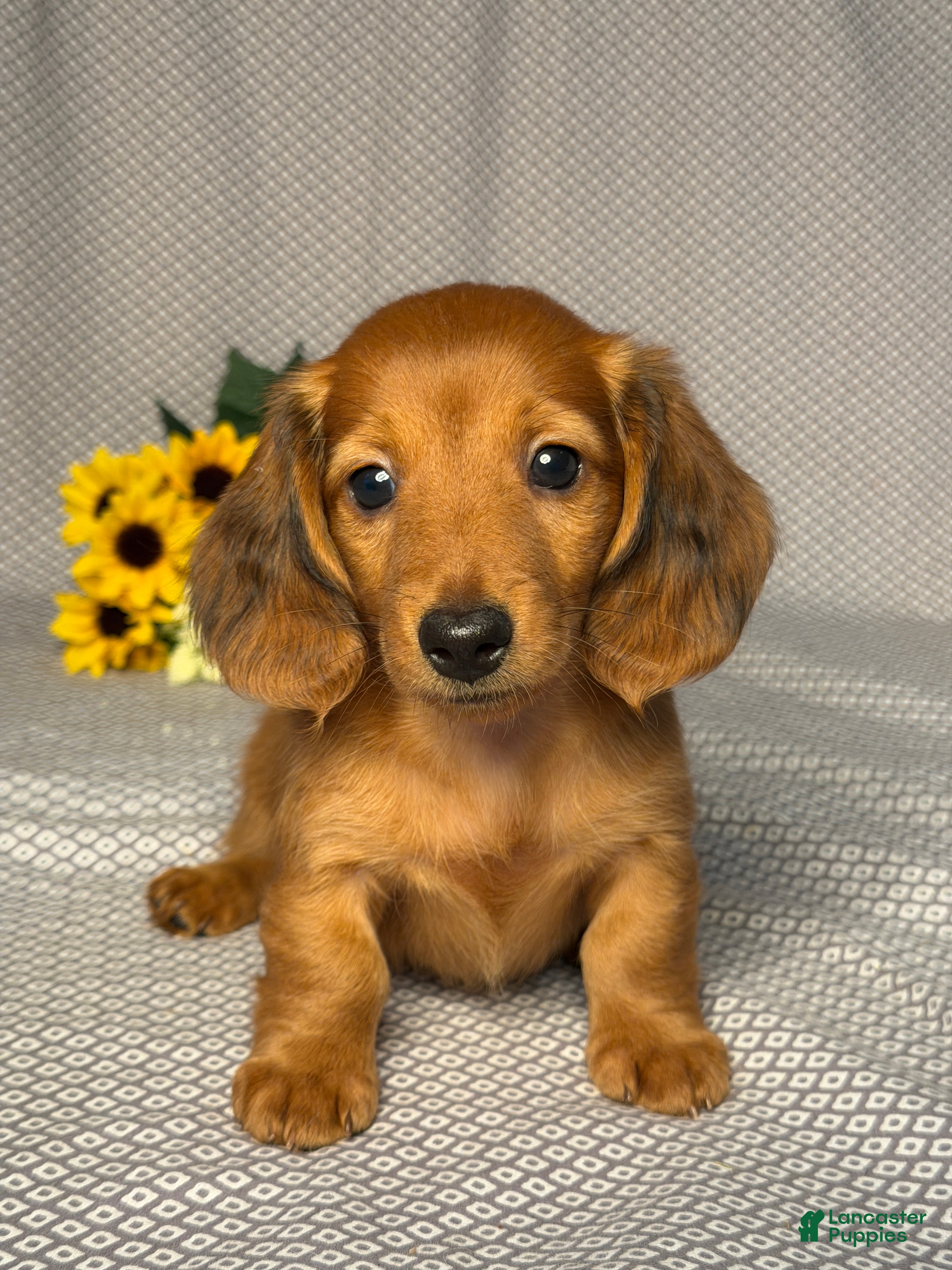 Miniature Dachshund dogs Joey - Ad 1