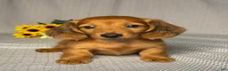 Miniature Dachshund dogs for sale: Joey - Ad 1
