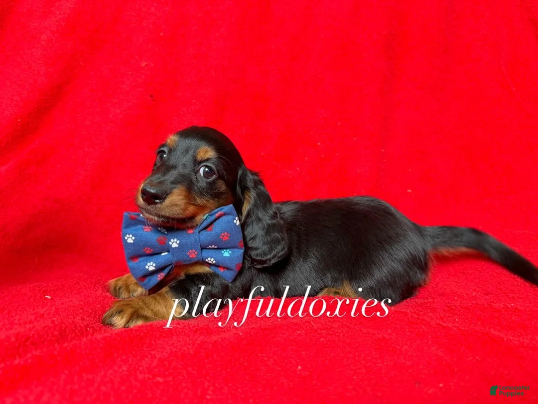 Miniature Dachshund dogs for sale: Miniature Dachshund Puppy 1 - Ad 5