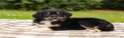 Aussiedoodle dogs for sale: Paige Standard Sized - Ad 6