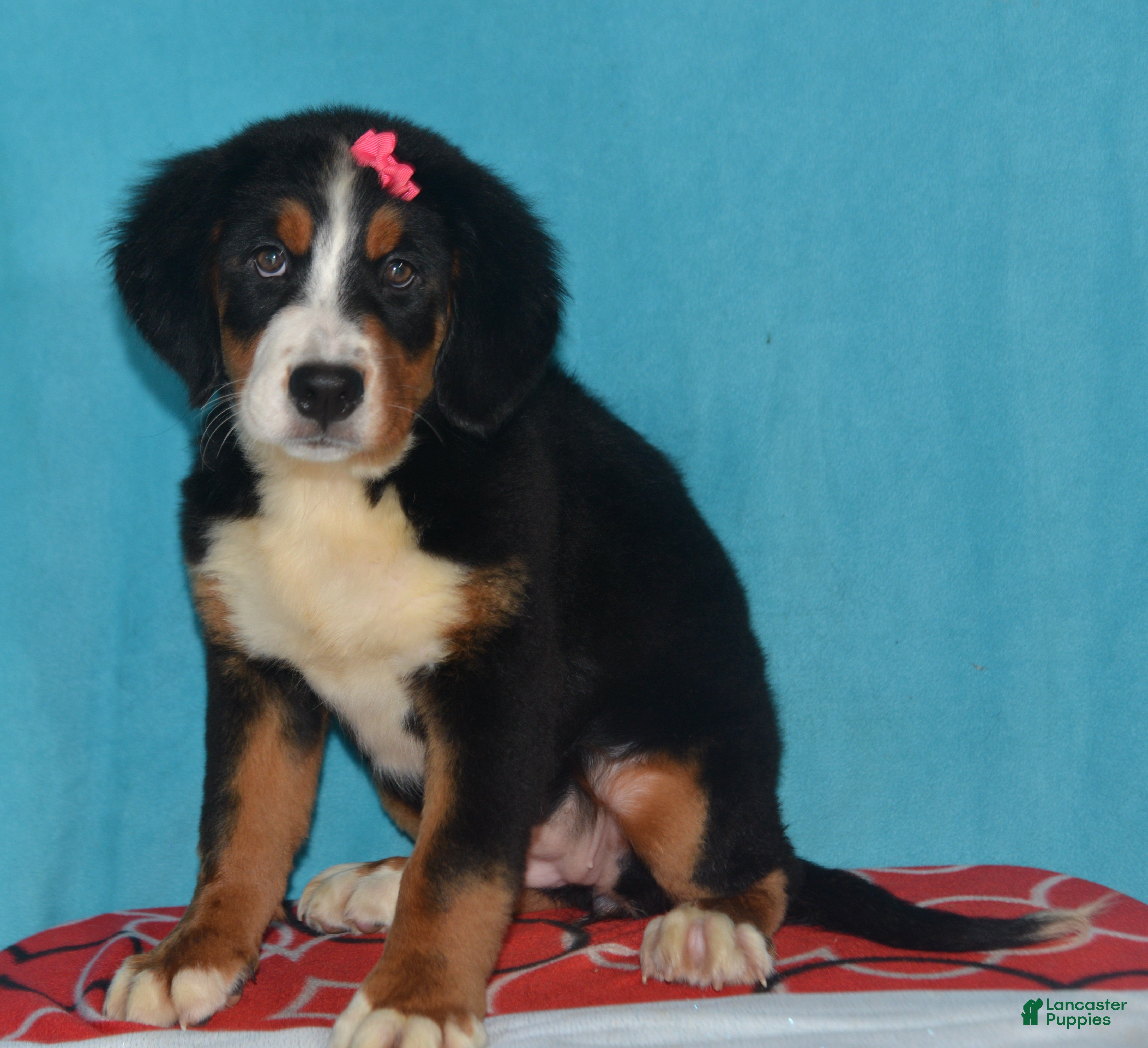 Bernese Mountain Dog dogs Eva - Ad 2