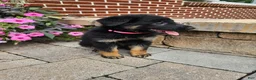 German Shepherd dogs for sale: Cassie - Ad 2