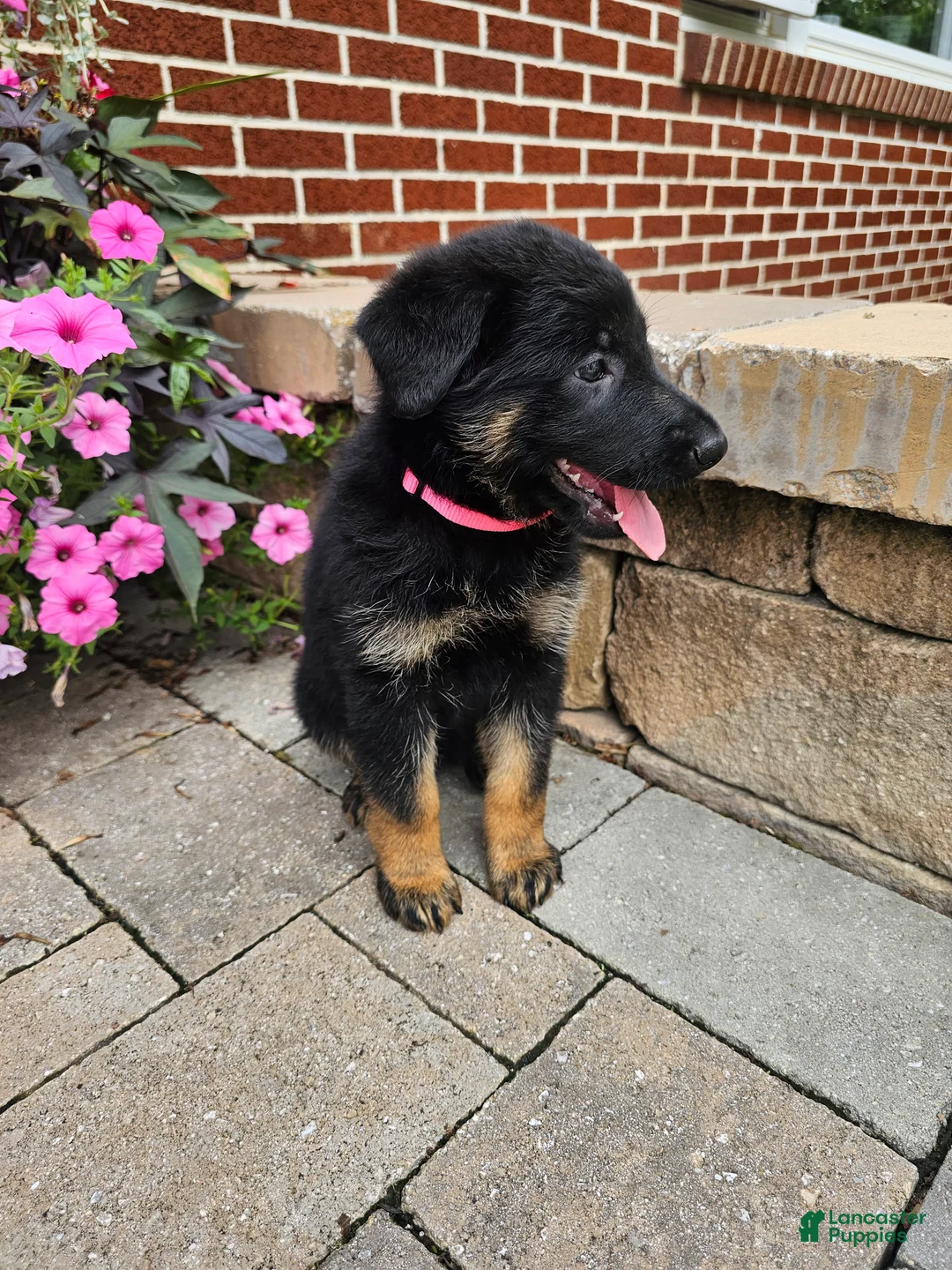German Shepherd dogs for sale: Cassie - Ad 2