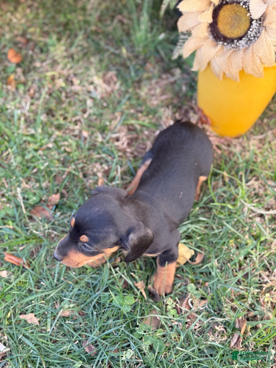Miniature Dachshund dogs for sale: Camille - Ad 2