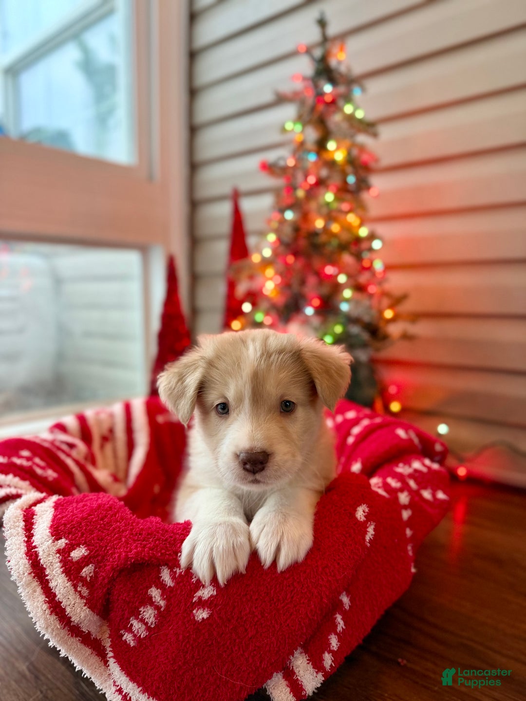 Mixed Breed dogs for sale: Nelly - Ad 1