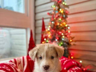 Mixed Breed dogs Nelly - Ad 21