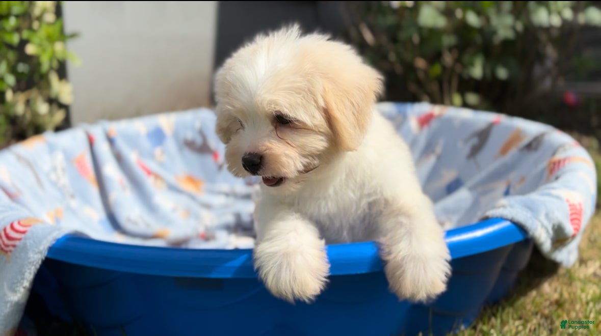 Shorkie dogs Shorkie Puppy 1 - Ad 2