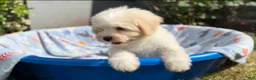 Shorkie dogs for sale: Shorkie Puppy 1 - Ad 2