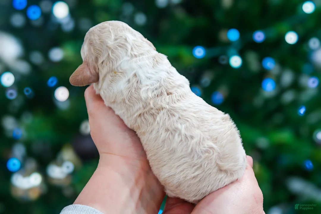 Lagotto Romagnolo dogs for sale: male 1 - Ad 3