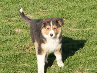 Australian Shepherd dogs Sabrina - Ad 31