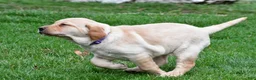 Labrador Retriever dogs for sale: Beth - Ad 11