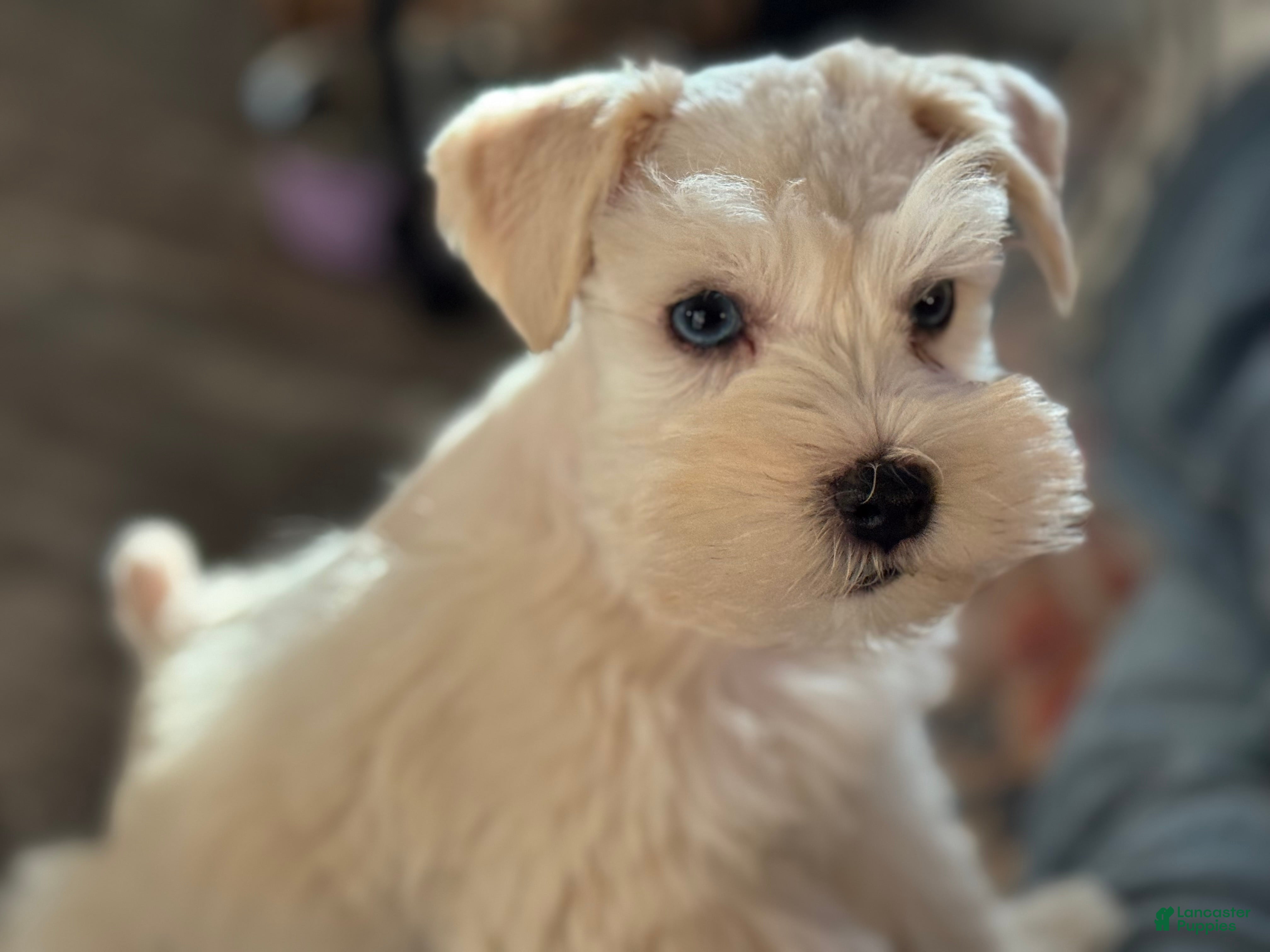 Miniature Schnauzer dogs Mr Sleet - Ad 1