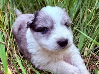 Mixed Breed dogs for sale: Arthur - Ad 3