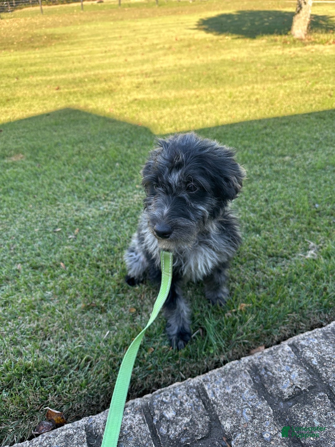 Mixed Breed dogs for sale: Gary - Ad 6