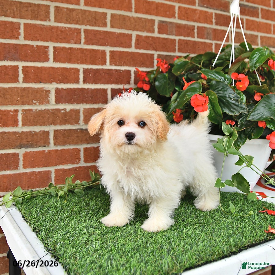 Maltipoo dogs Suni - Ad 2