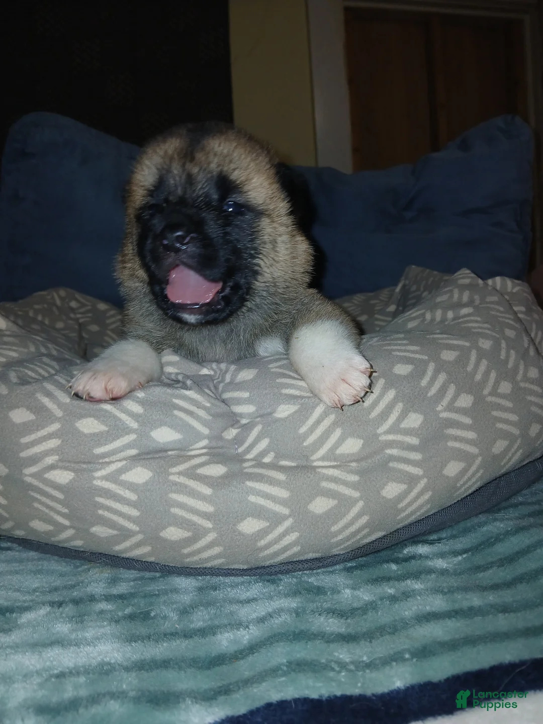 Akita dogs for sale: Holly - Ad 1