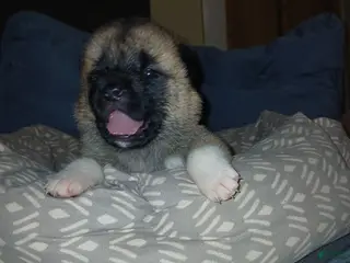 Akita dogs for sale: Holly - Ad 1