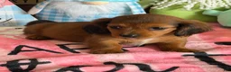 Miniature Dachshund dogs for sale: Rowdy - Ad 3
