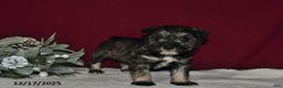 Miniature Schnauzer dogs for sale: Duke - Ad 2