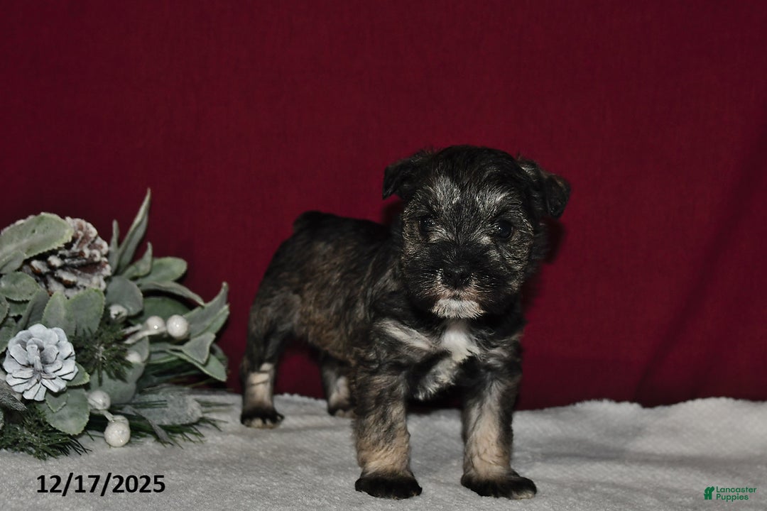 Miniature Schnauzer dogs for sale: Duke - Ad 2
