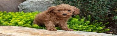 Trudy