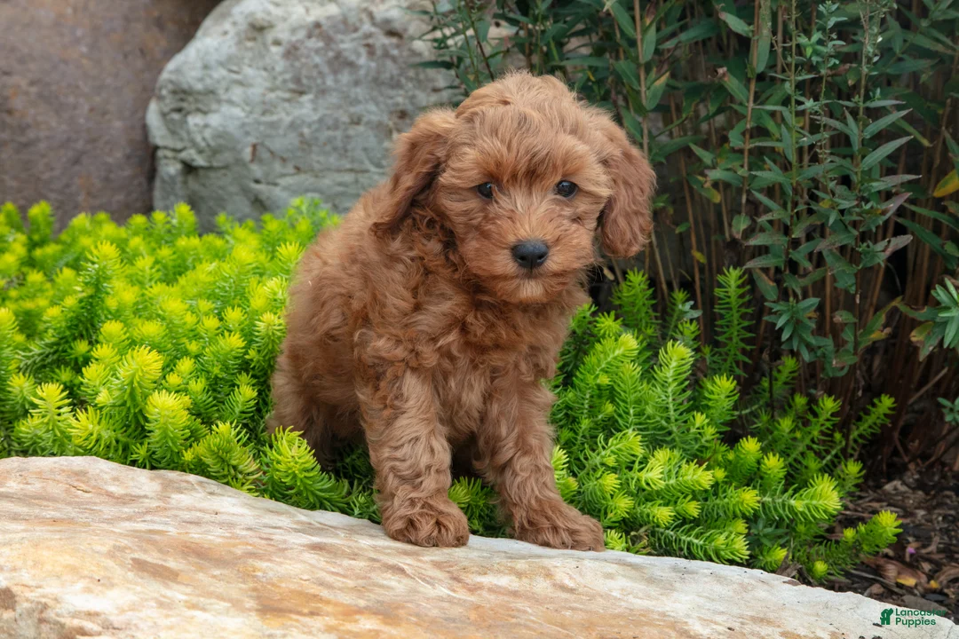 Mini Goldendoodle dogs for sale: Trudy - Ad 1